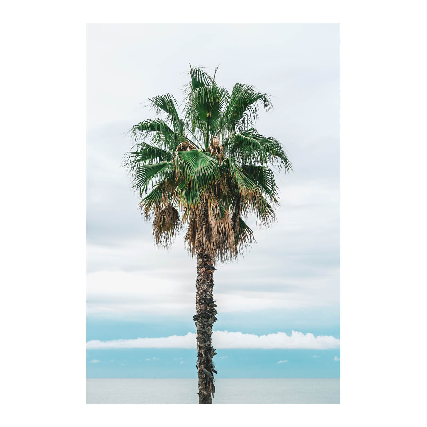 Palm tree photo by Thomas Vilhelm