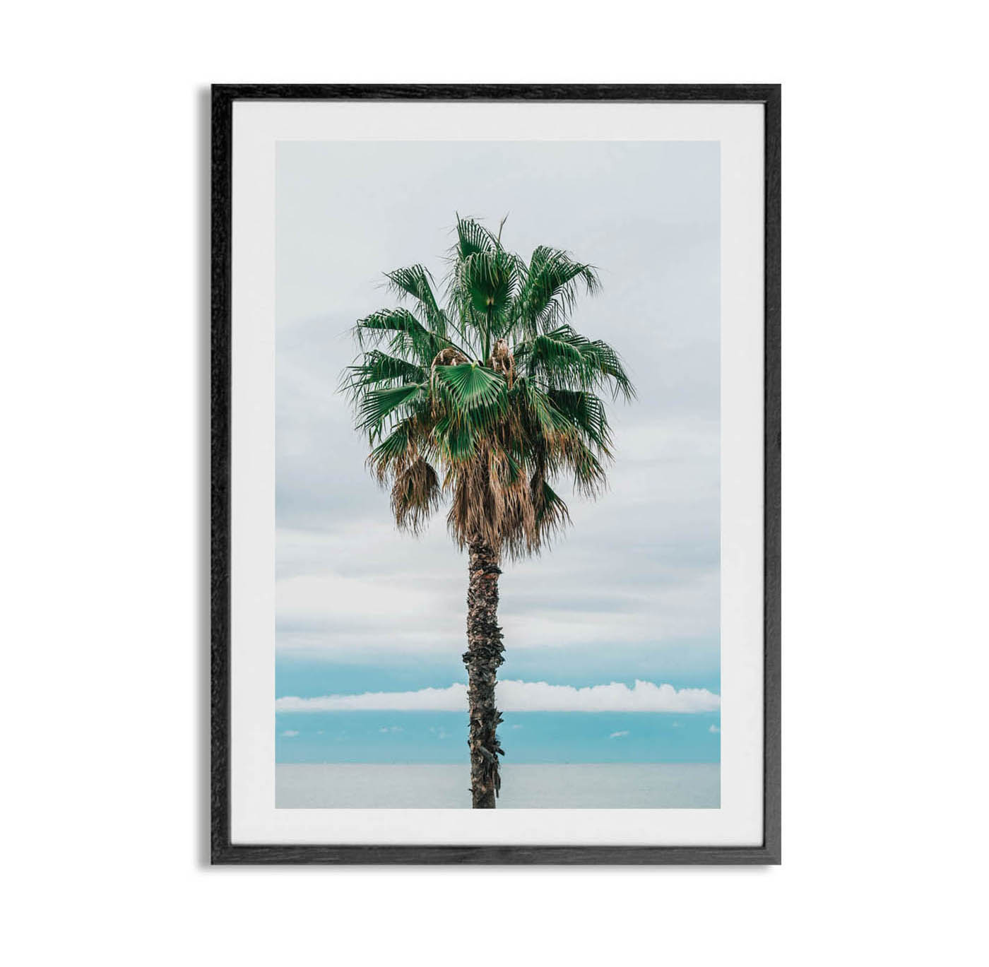 Palm Tree - Imagen 3