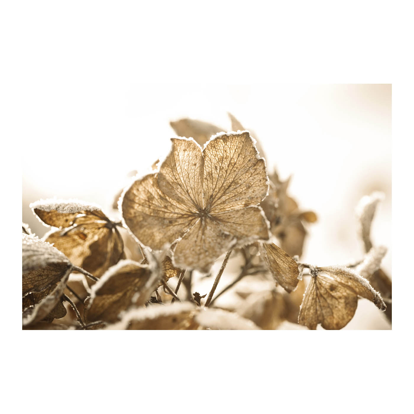 frosty leaves photo