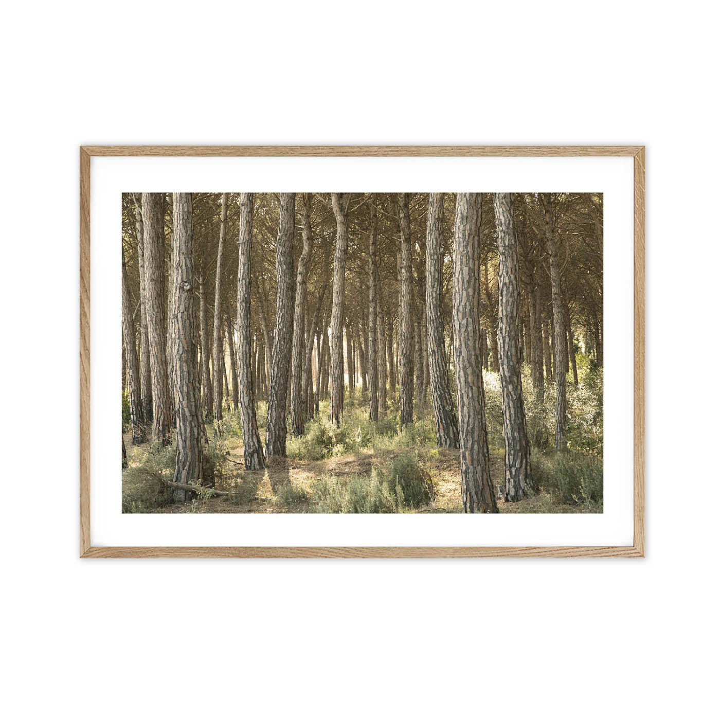 Bosque - Imagen 3