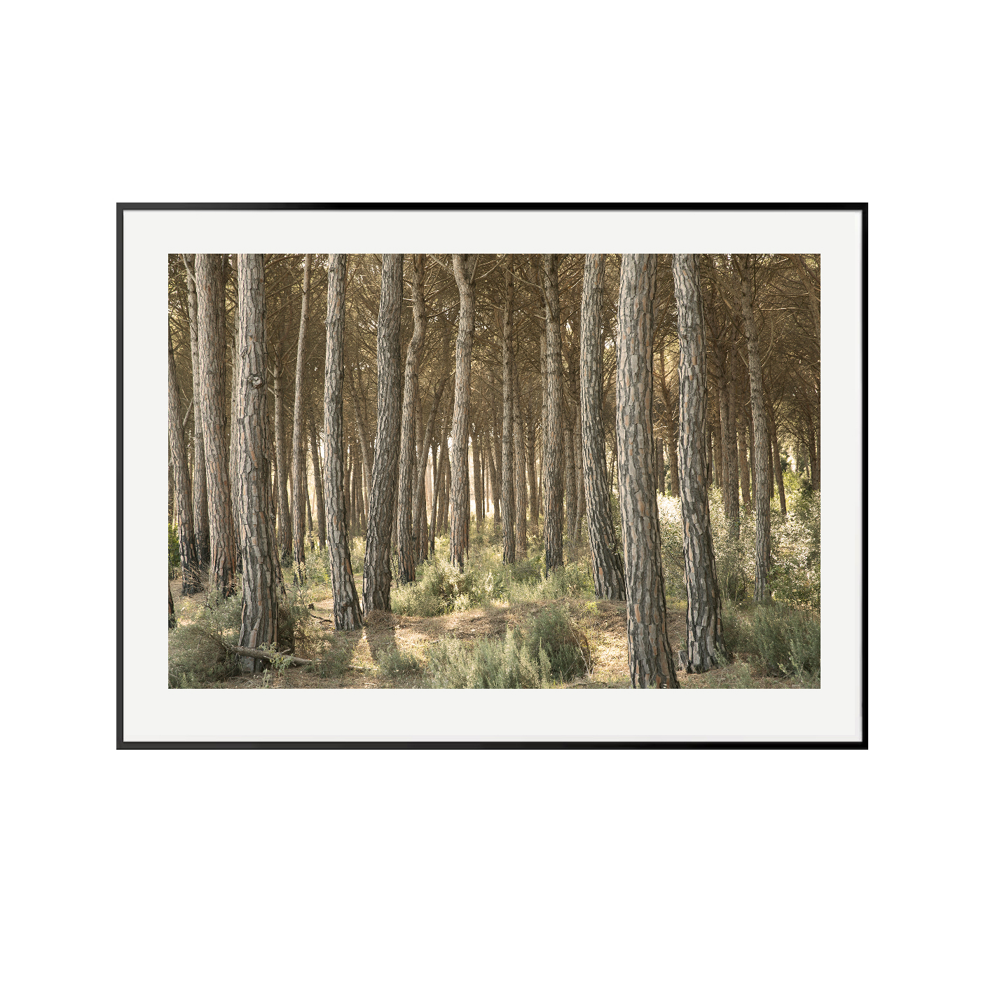 Bosque - Imagen 4
