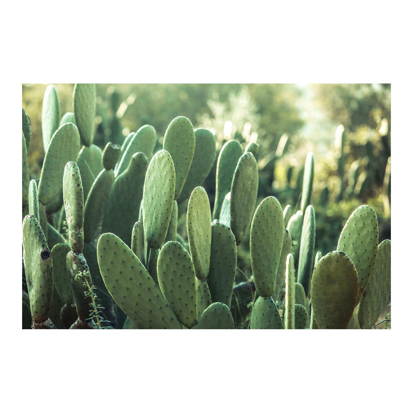 Cactus Photo by Thomas Vilhelm
