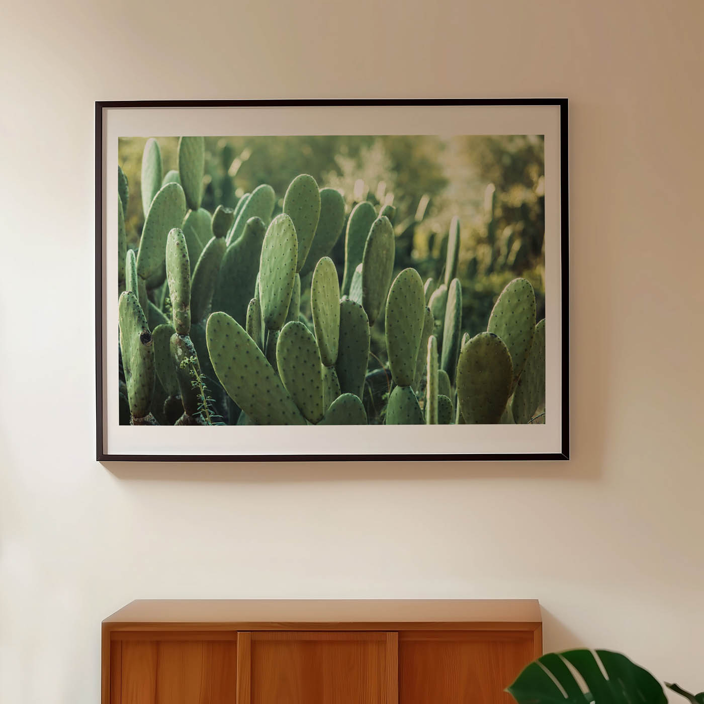 Cactus - Imagen 2