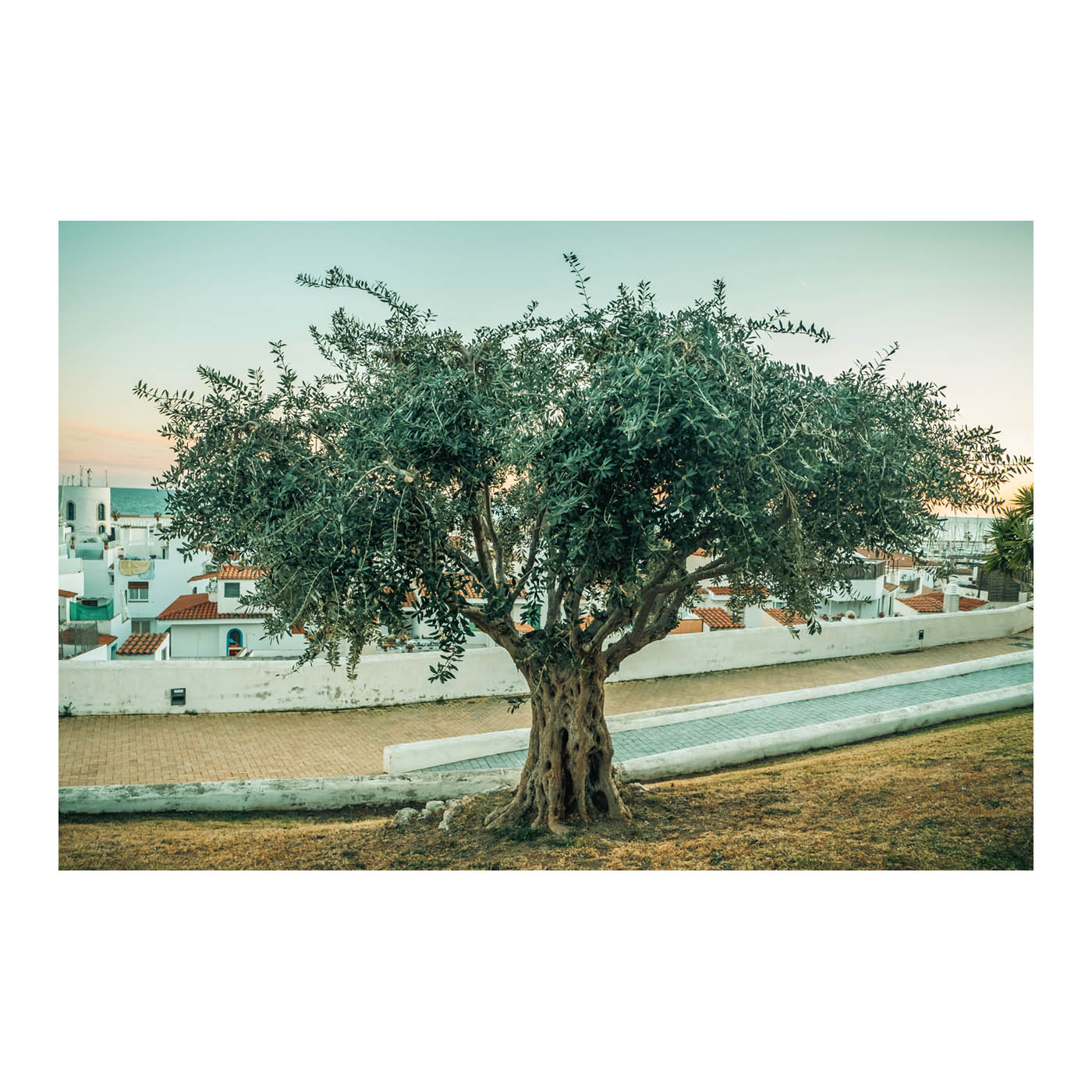 Olive tree Photo by Thomas Vilhelm