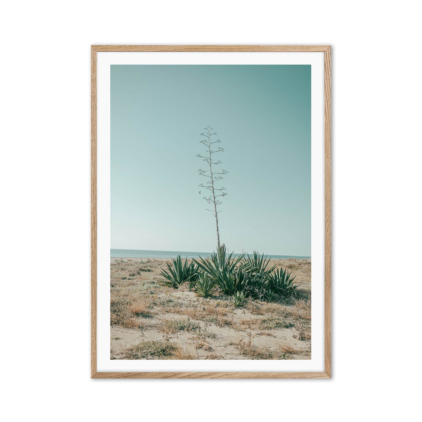 Nido del cactus - Image 5