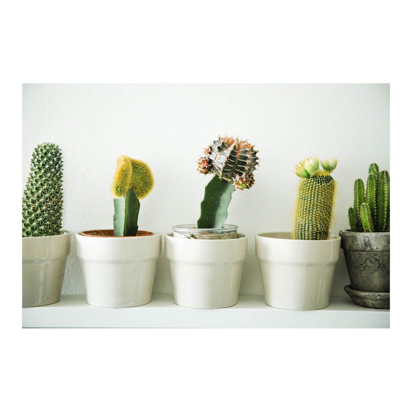 Cactus foto