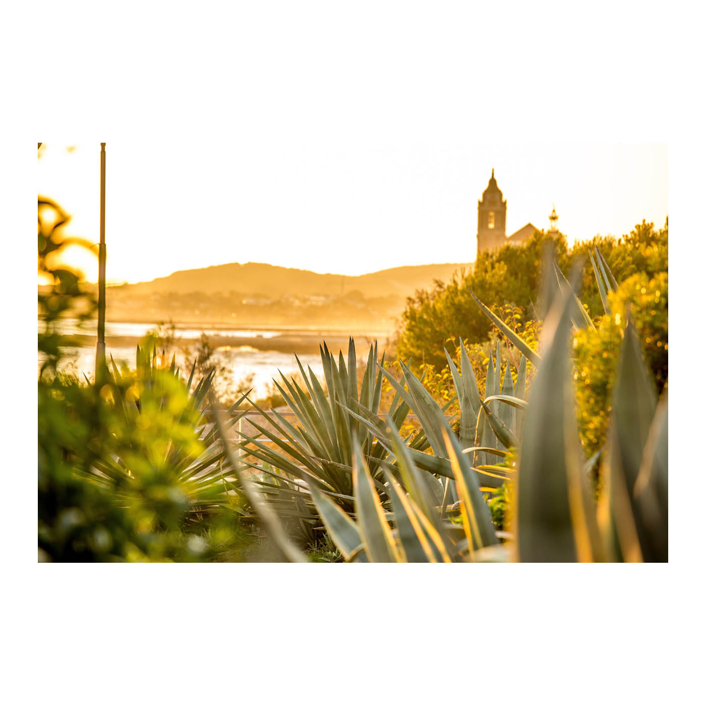 Cactus y plantas en Sitges con la iglesia detrás