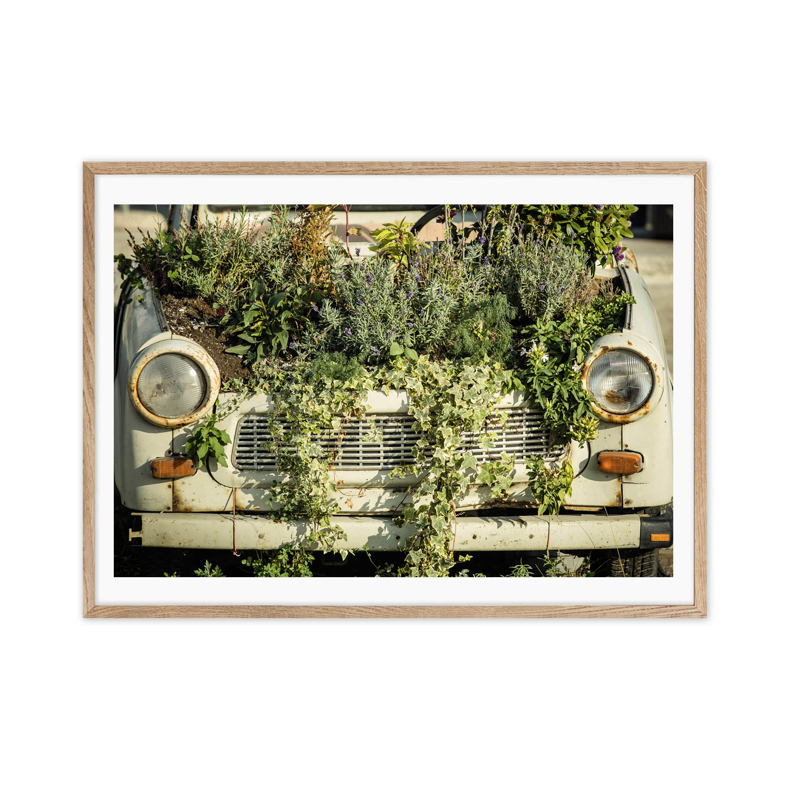 Urban garden - Image 3