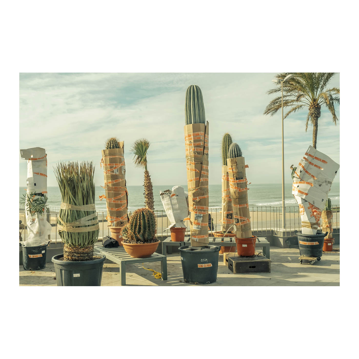 Photo poster of cactus en Sitges
