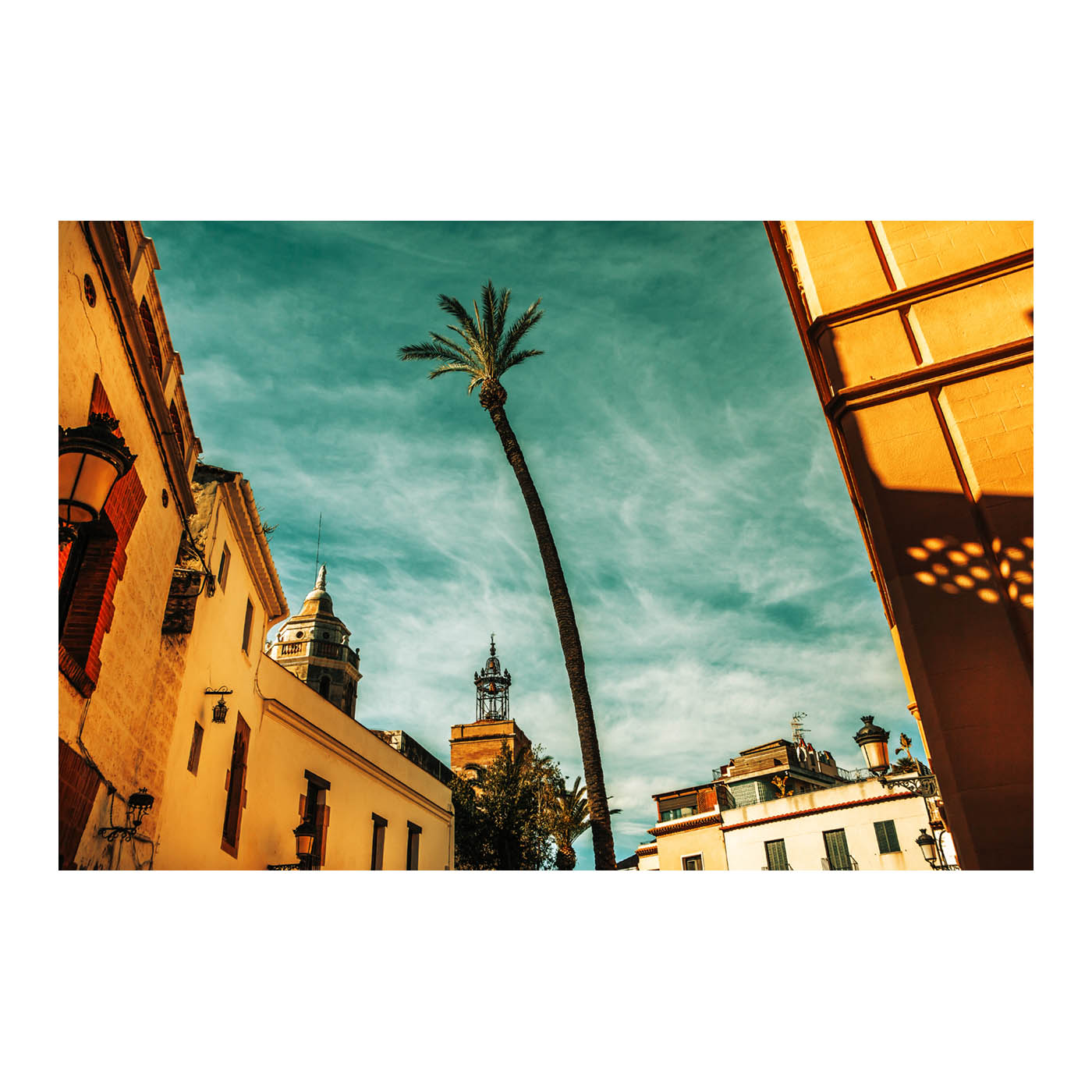 La palmera Torta de Sitges. Fotografía de Thomas Vilhelm